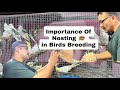 Importance Of Nesting In Birds Breeding | Nesting Ke liye Kya Use Karna Chaiye @ShehbazBirds