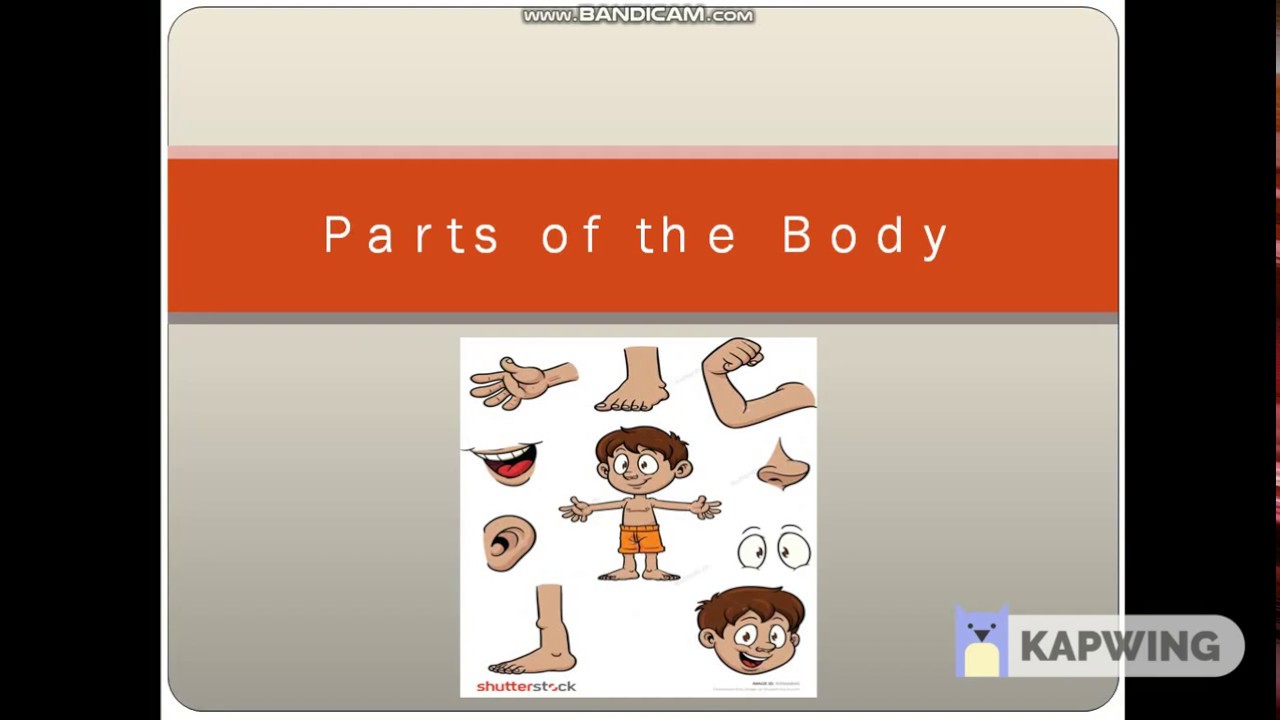PARTS OF THE BODY - YouTube