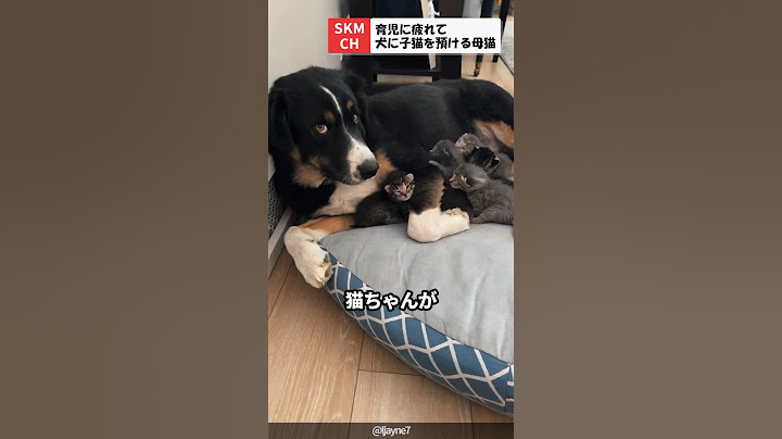 信頼してるワンちゃんに子猫を預ける母猫