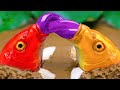 Stop Motion Cooking ASMR -Catfish Catching Colorful Koi | Pink Catfish Hunting Colorful Koi Fish P11