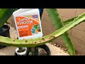 How to Treat Dragon Fruit Fungal Disease and Cactus Rust