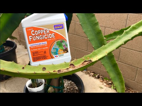 Vidéo: Symptômes de l'anthracnose sur le cactus - Comment traiter le champignon de l'anthracnose chez le cactus