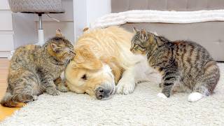 Gentle Golden Retriever Gets Nervous Around Annoying Kittens screenshot 4