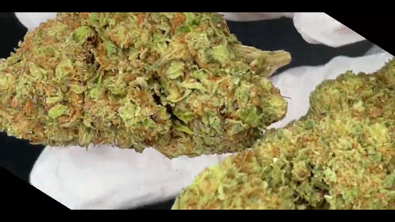 Orange Bud Strain - Flower Quality from cbdengland.co.uk