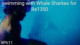 Swimming with Whale Shakes !! Dead Scary Experience
