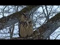 Eagle owl nest camera