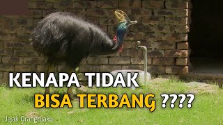 Strange, These 4 Types of Birds Can't Fly