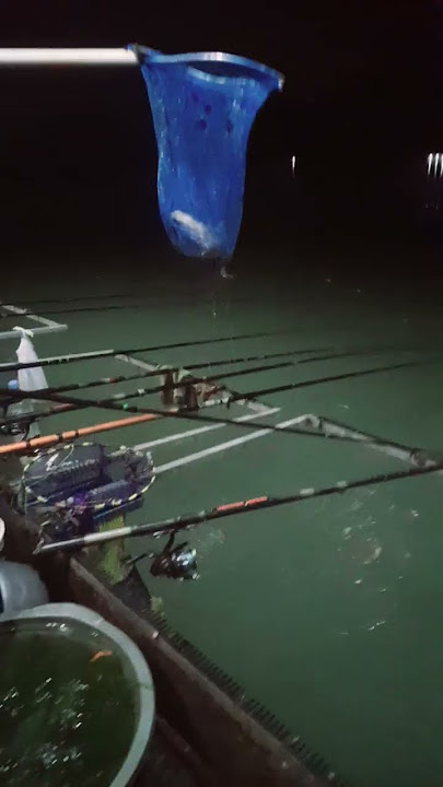 #poinperdana #mancing #mancingnilamonster