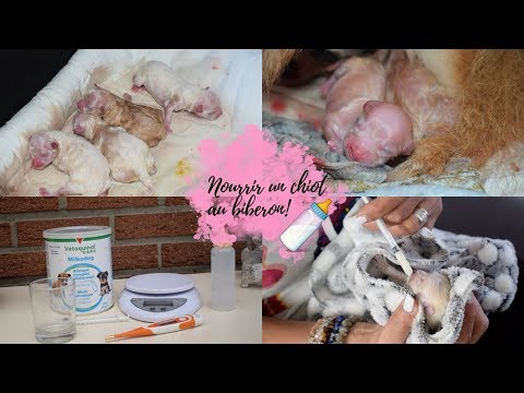 Vidéo: Nourrir Le Chiot Orphelin