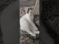 گربه نابینایی که تو جنگ پیداش کردم ببینید چقدر قشنگ و بزرگ شده گربه نابینایی که تو جنگ پیداش کردم ببینید چقدر قشنگ و بزرگ شده