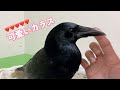 [撫でられて可愛い声で話すカラスのリキ ]