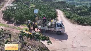 [中国三农报道]重庆合川 花椒开始采摘 电动剪刀成村民好帮手 | 农业致富经 Agriculture And Farming