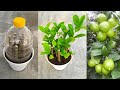 How to propagate lemon tree from cuttings || grow lemon tree cuttings in tea leaves