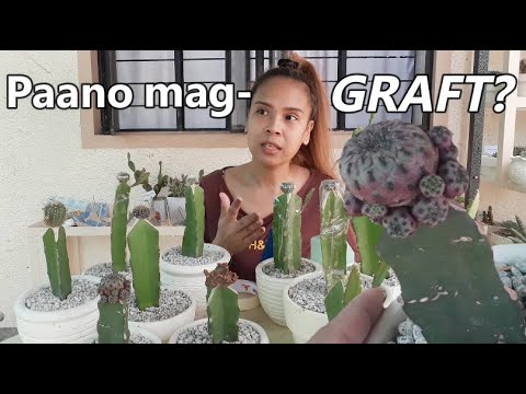 Video: Paano maglipat ng cactus: mga detalyadong tagubilin