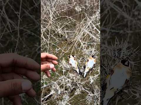 الطيور الغريبة تنام بغرابة على الاشواك