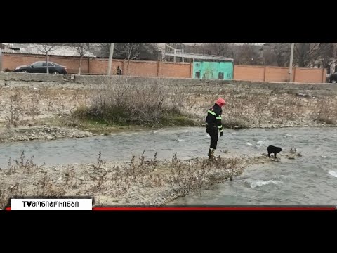 მეხანძრე მაშველებმა ძაღლი დახრჩობას გადაარჩინეს 25.11.2021