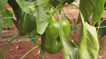 Visiting Capsicum farm part 1. Nông trại trồng Ớt Chuông ơ Úc trông như thế nào ?