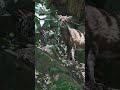 屋久島トレッキング縄文杉がスゴすぎた。