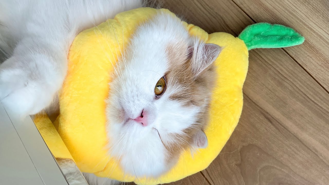 訳あってこんな姿になりました..🍋 - YouTube