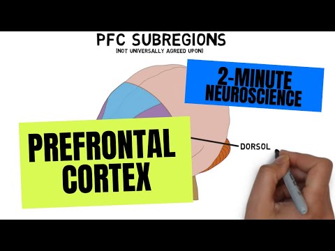 Video: Anterior singulat korteks frontal lobun bir hissəsidirmi?