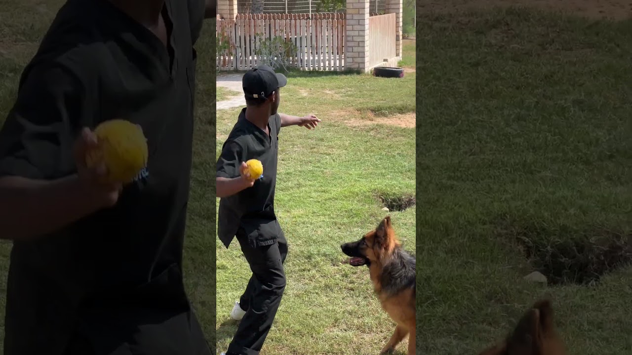 The Pet Hotel Abu Dhabi with large outdoor play area