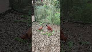 Cackling Meals Rural Life With Kakli