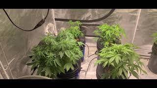 Budget DWC Marshydro TS3000 week 4 vegetation high stress training mostly