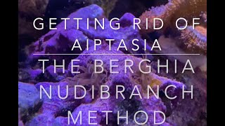 Adding Berghia Nudibranchs for Aiptasia Control in the 60 Gallon Tank