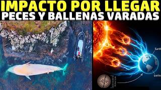 MILES DE PECES VARADOS Y BALLENAS ALGO ESTÁ PASANDO | VIENE EL IMPACTO | ALERTA SÍSMICA 