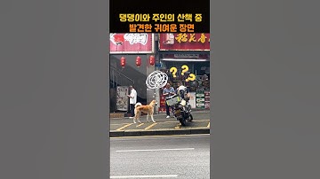 댕댕이와 주인의 산책 중 발견한 귀여운 장면
