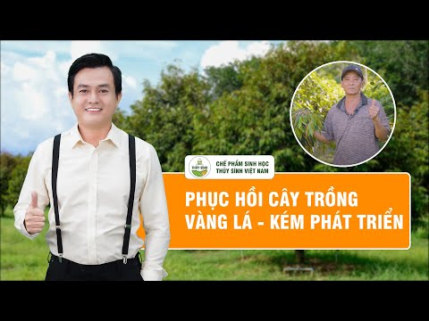Anh Xuân chia sẻ phương pháp giúp cây Sầu Riêng phát triển toàn diện tiết kiệm chi phí.