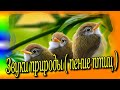 Звуки природы(пение птиц)♻️ [Olga Pak]