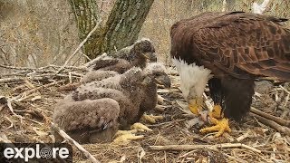 Decorah Eaglets Get Fed