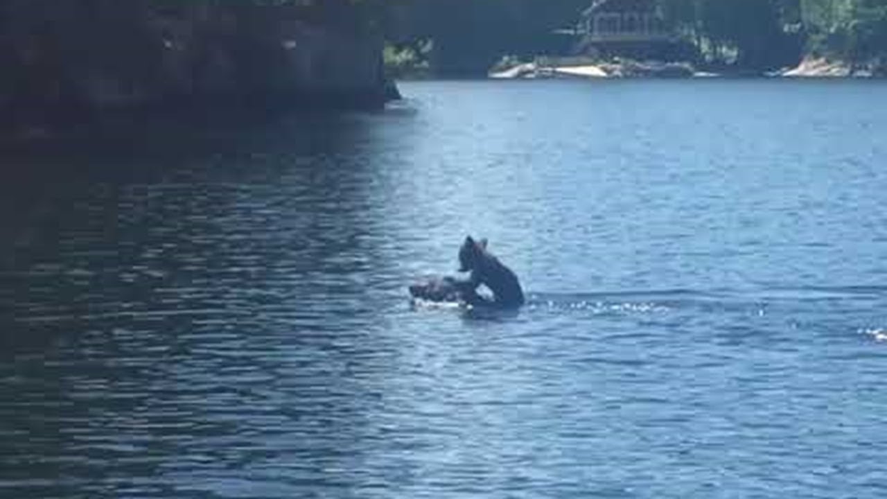 Mother Bear Swims with Cub atop Her Head || ViralHog - YouTube