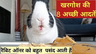 खरगोश की 8 अच्छी आदतें जो रैबिट ऑनर को बहुत अच्छी लगती है। 8 good habits of rabbits।