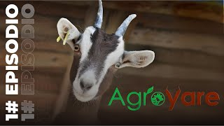 Producción, manejo de cabras y sus derivados | AgroYare | Aprisco BM
