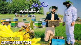 Bee and Honey | Nangarhar Afghanistan | شات یا عسل څنګه تولیدیږي؟