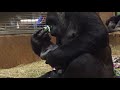 B-Roll: Western lowland gorilla,  C