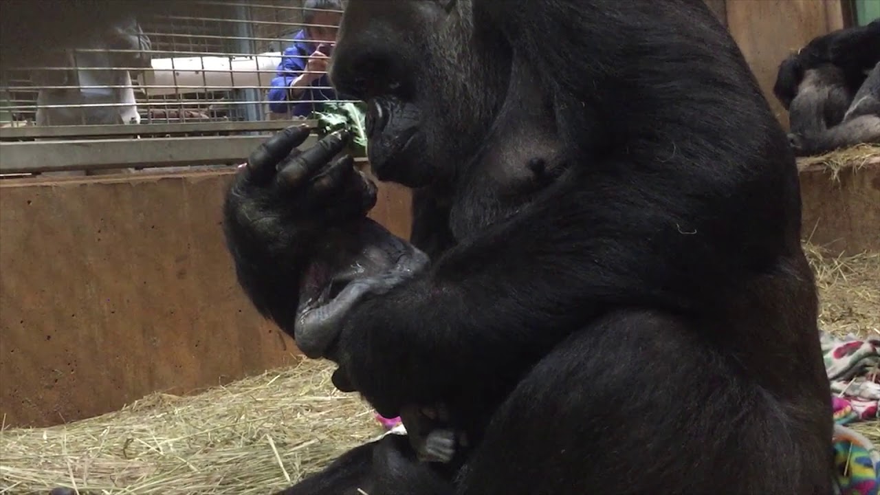 First Infant Gorilla Born at the Zoo in Nine Years; Watch a Video of the Birth