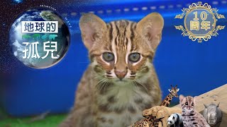 地球的孤兒~貓的消失石虎的生與死Orphans of the Earth /Life and Death of Taiwan Leopard Cat