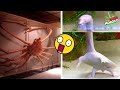 7 Animales RAROS Que verás por Primera Vez en Tu Vida #2 🦕😲 | DeToxoMoroxo