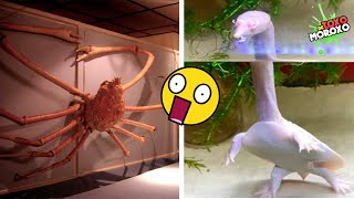 7 Animales RAROS Que verás por Primera Vez en Tu Vida #2 🦕😲 | DeToxoMoroxo