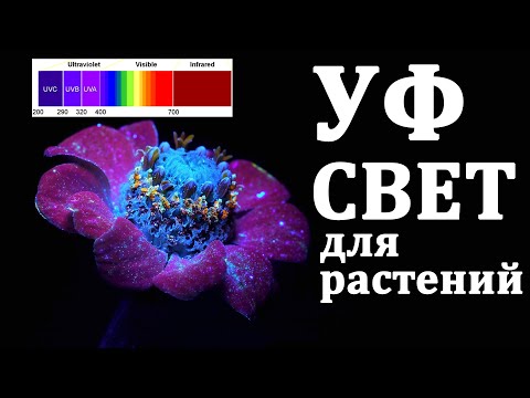 УФ свет для растений. Как не переборщить ?