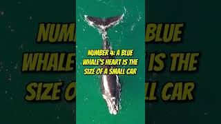 Top 5 Interesting Facts About Blue Whale shorts