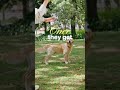 Train Your Dog Fetch