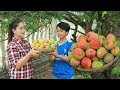 Pick Ripe sweet Apple Mango! A lot of apple mango after raining in my homeland | Ripe mango eating