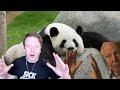 Brennan Lee Mulligan on David Attenborough's Absolute Disdain for Pandas