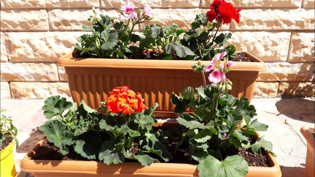 Sardunya dikim zamanı 😊 Sardunya köklerinde sargı bezine dikkat !