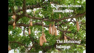 Herb Identification - 16. Kigelia Africana - Wycliffe Omondi