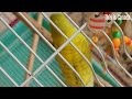 Did the budgie jump off the stick?